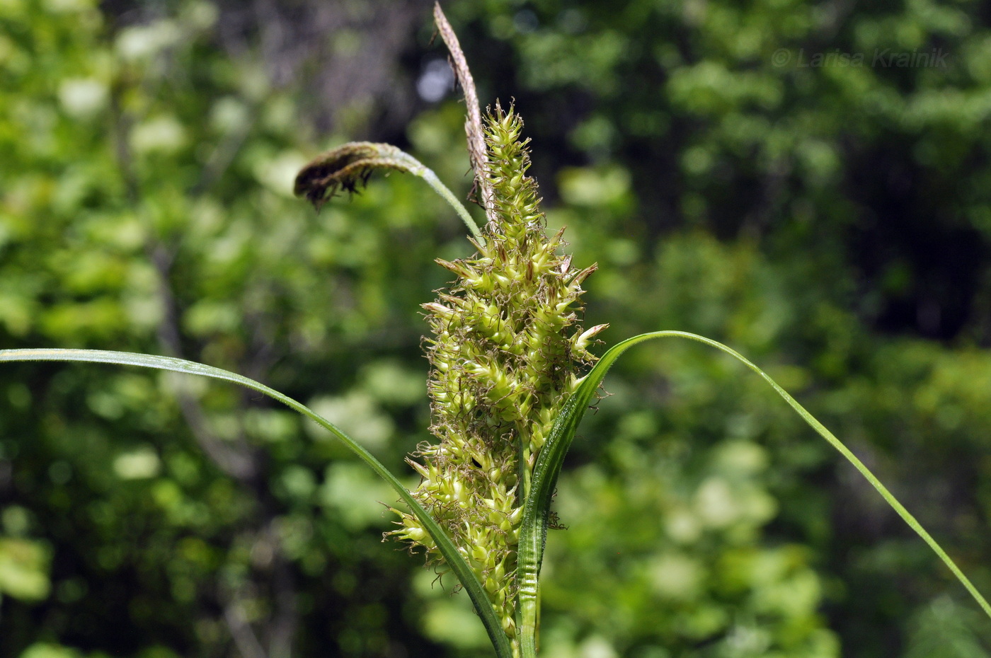 Image of Carex sordida specimen.