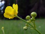 Ranunculus acris. Верхушка побега с соцветием. Свердловская обл., окр. г. Североуральск, опушка сосново-елового леса. 15.06.2010.