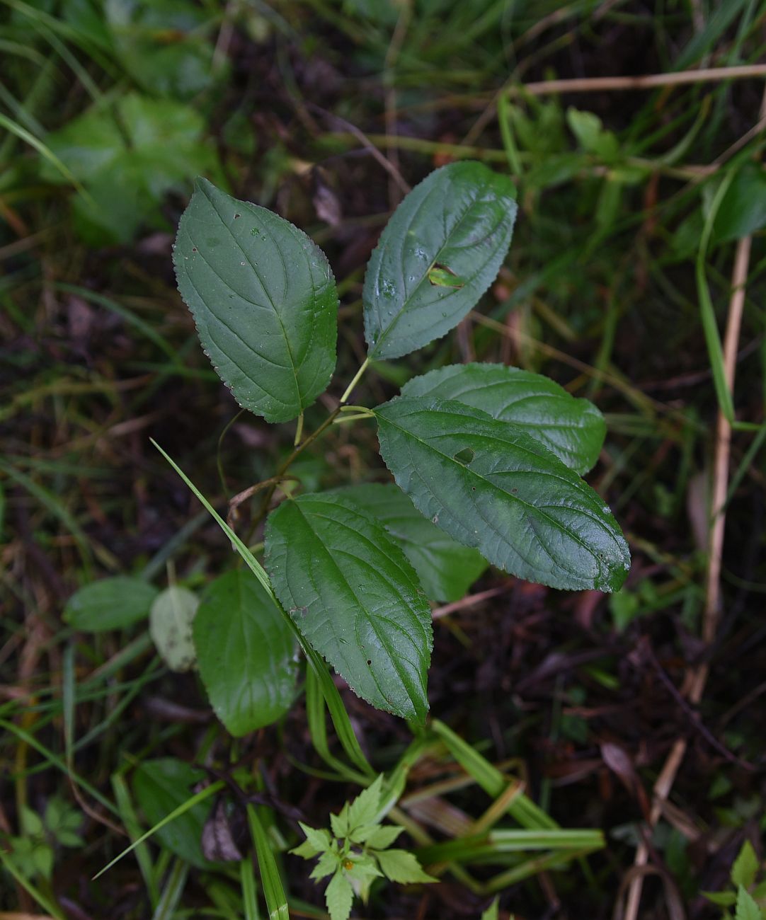 Image of Rhamnus cathartica specimen.