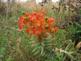 Euphorbia rigida