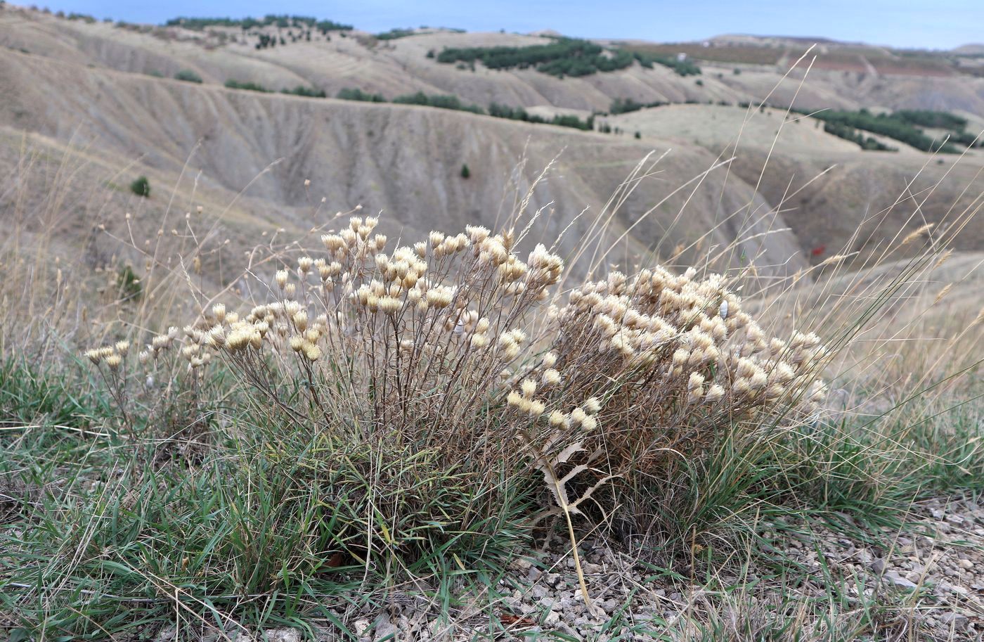 Изображение особи Jurinea stoechadifolia.