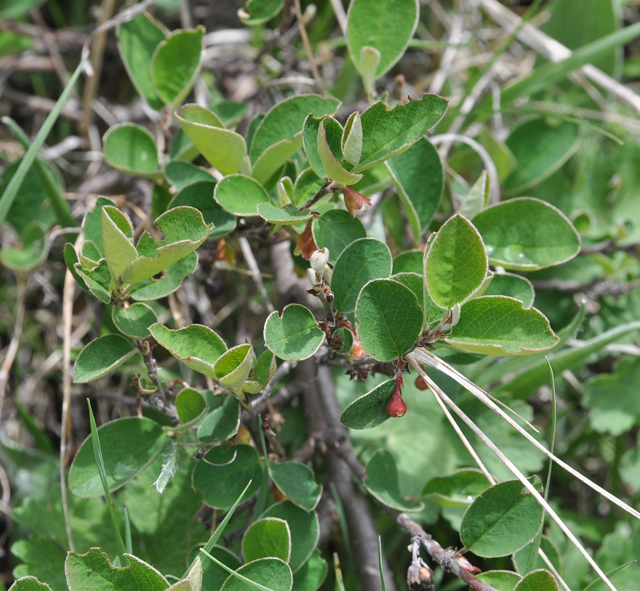 Image of Cotoneaster integerrimus specimen.