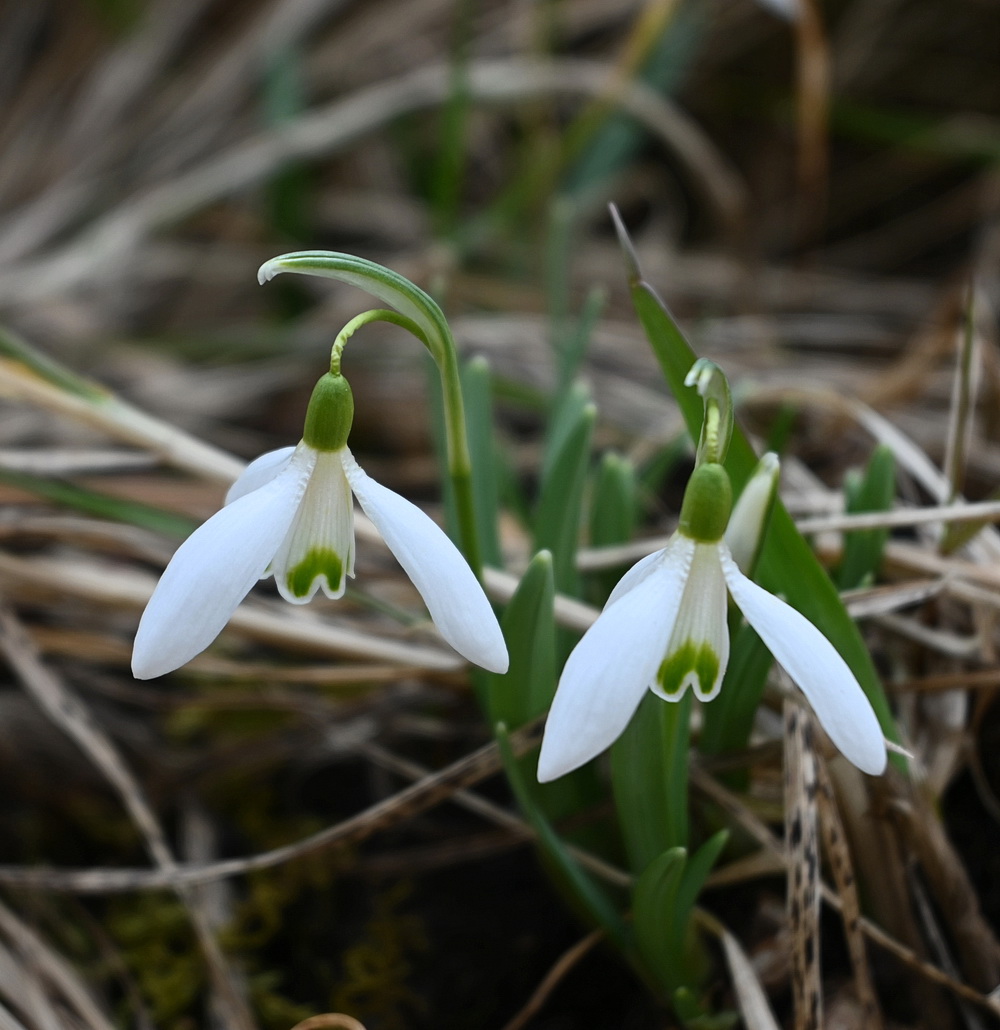 Image of genus Galanthus specimen.