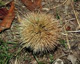 Castanea sativa