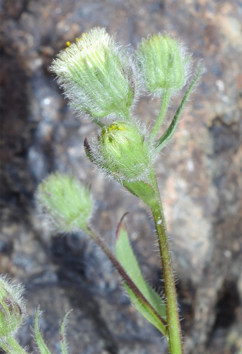 Image of Erigeron khorassanicus specimen.