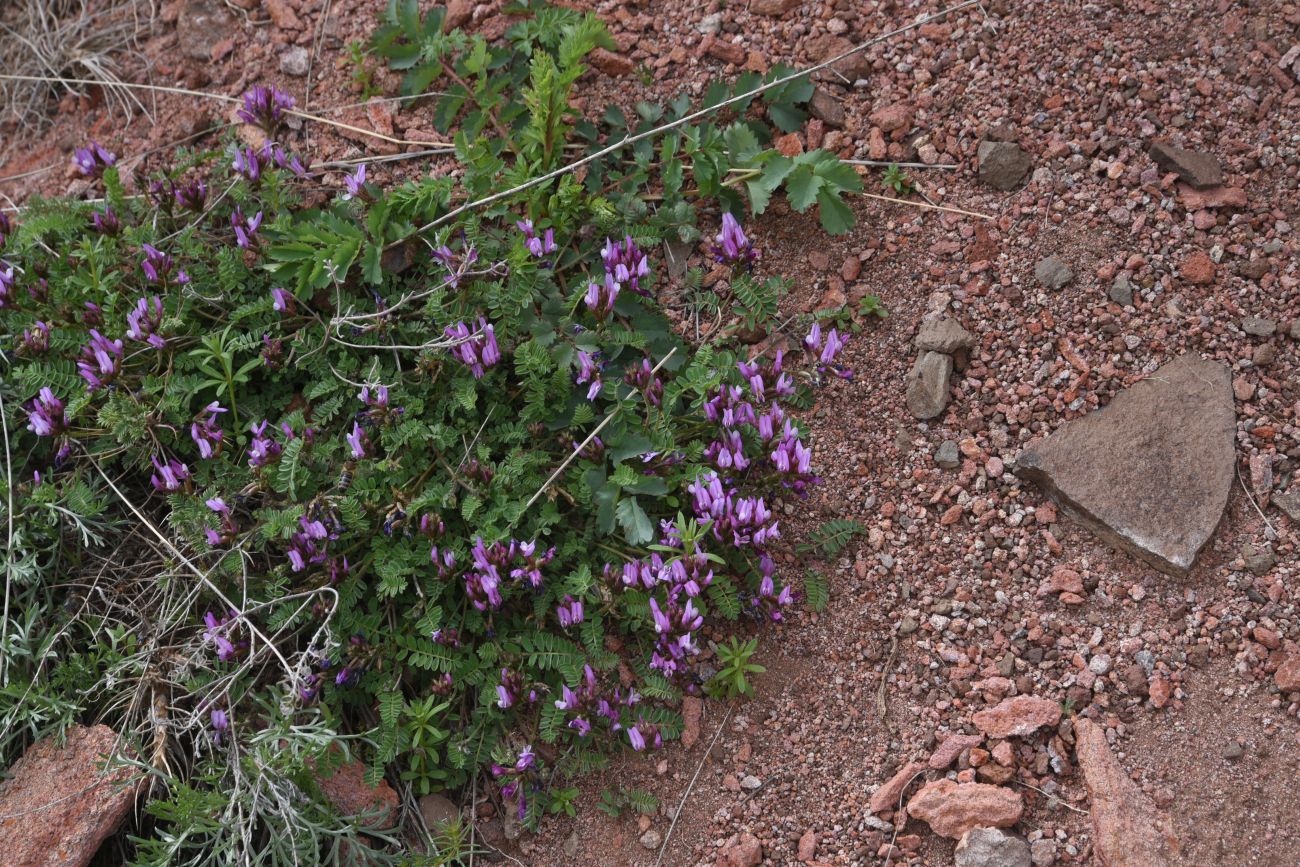 Изображение особи род Astragalus.