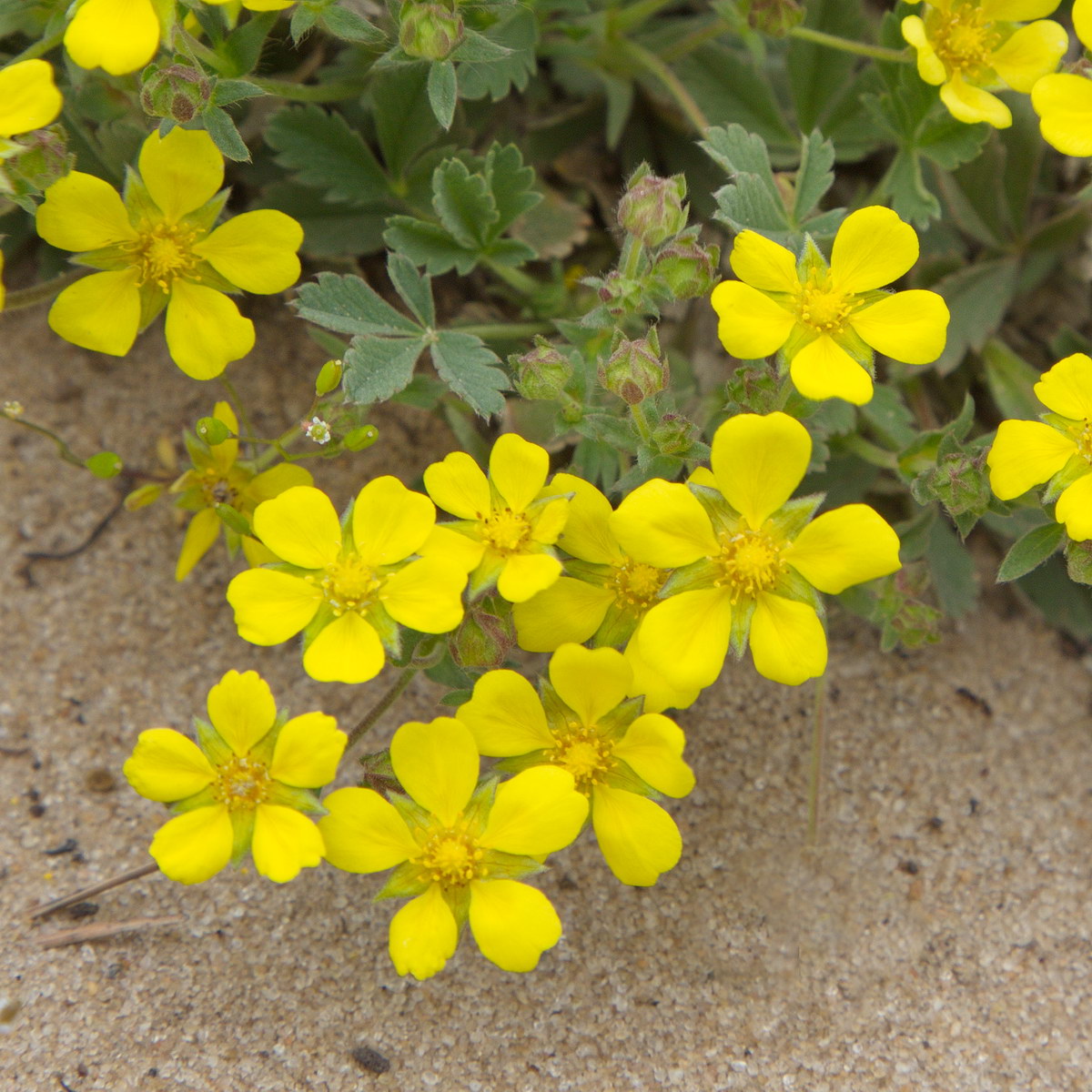 Image of genus Potentilla specimen.