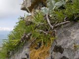 Rhamnus tortuosa