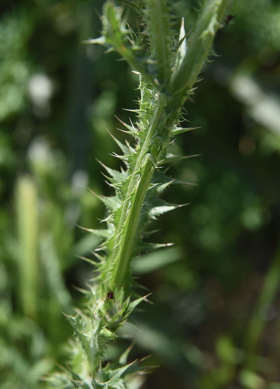 Image of genus Carduus specimen.