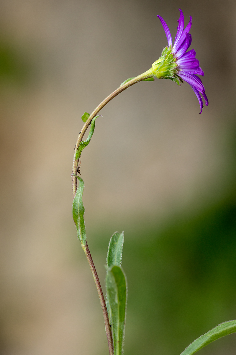 Image of Aster alpinus specimen.
