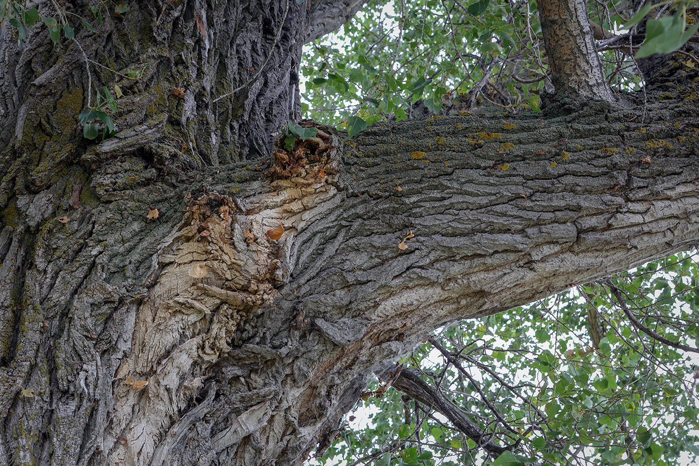Image of Populus nigra specimen.