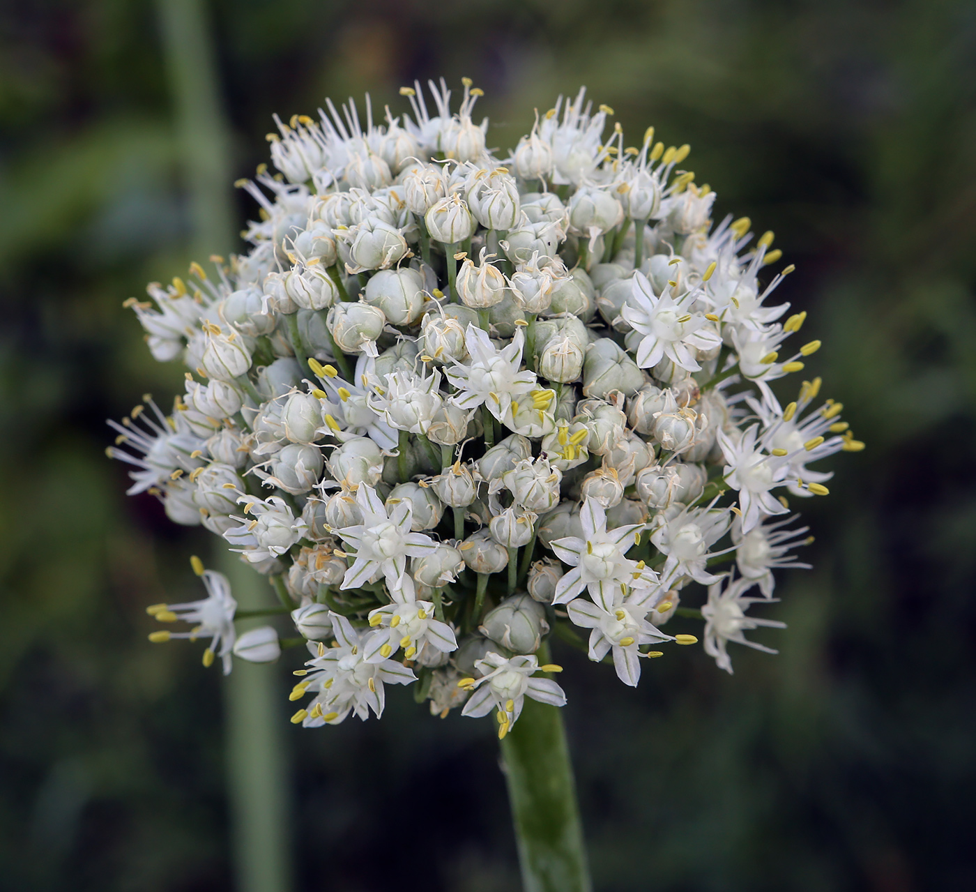 Изображение особи Allium fistulosum.