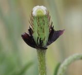 Papaver nigrotinctum
