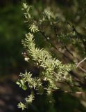genus Salix. Соплодия. Турция, ил Ван, р-н Битлис, кальдера Немрут, СВ берег оз. Немрут, опушка леса. 21 мая 2025 г.