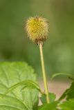 Geum aleppicum