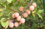 Prunus cerasifera. Часть ветви с перезрелыми плодами. Узбекистан, Ташкентская обл., отроги Чаткальского хр., левый берег р. Галвасай, окр. кишлака Учтерак, зона отдыха \"Дустлик\". 26.09.2025.