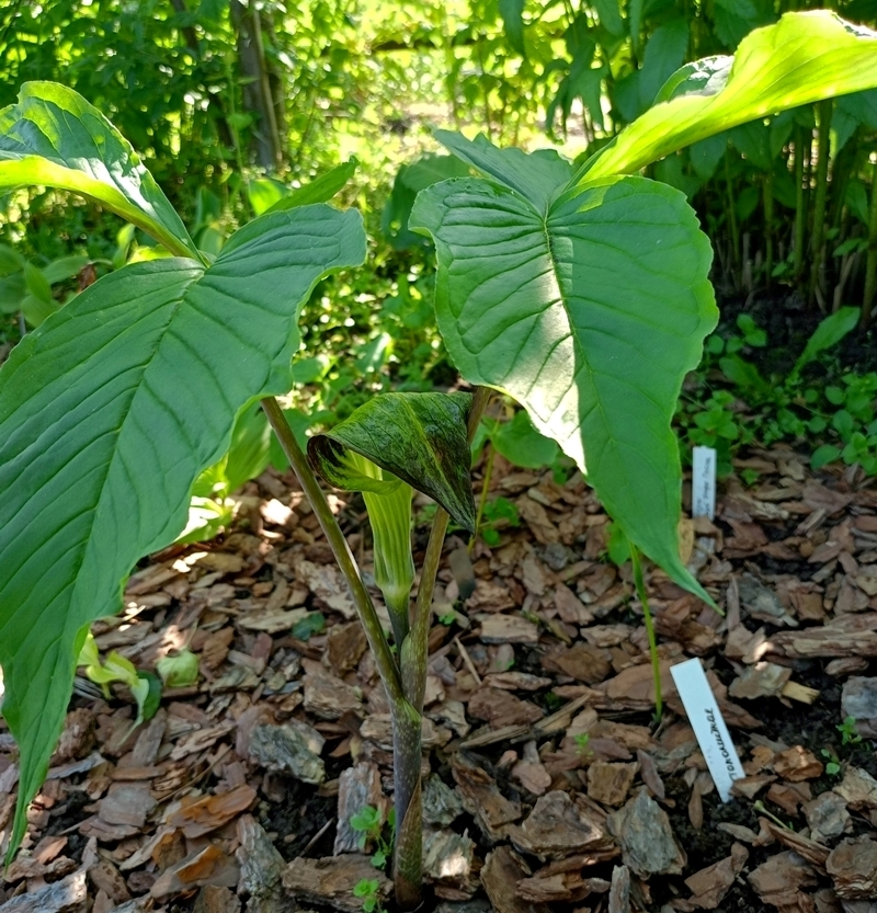 Image of Arisaema triphyllum specimen.