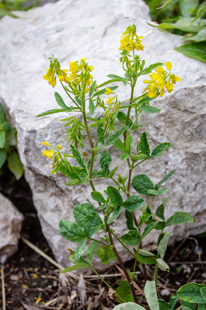 Изображение особи семейство Fabaceae.