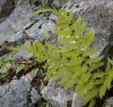 Изображение особи. Автор - Игорь Павлов