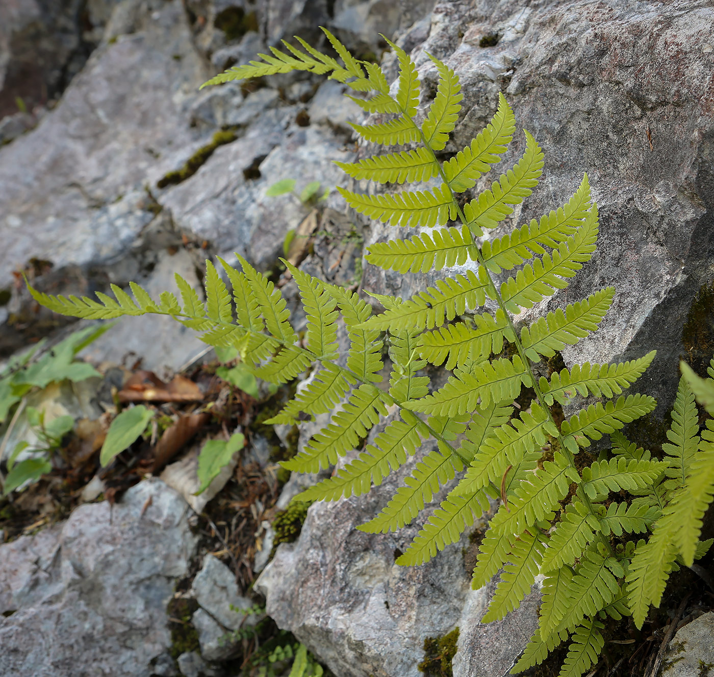 Изображение особи Dryopteris filix-mas.