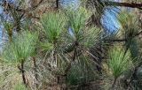 Смотреть изображение Pinus palustris