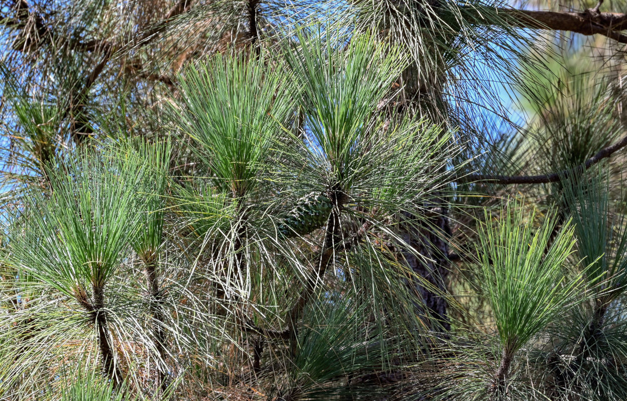 Изображение особи Pinus palustris.