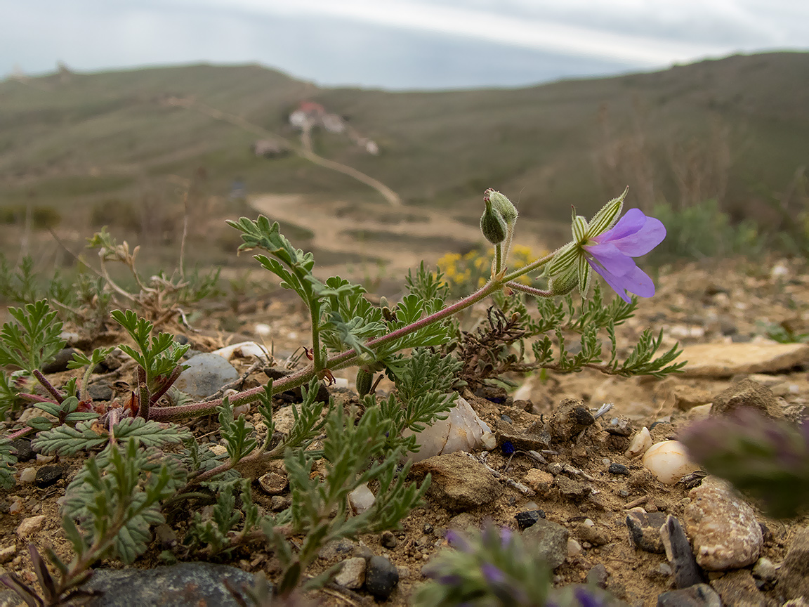 Image of genus Erodium specimen.
