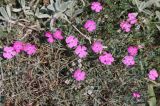 Dianthus acantholimonoides