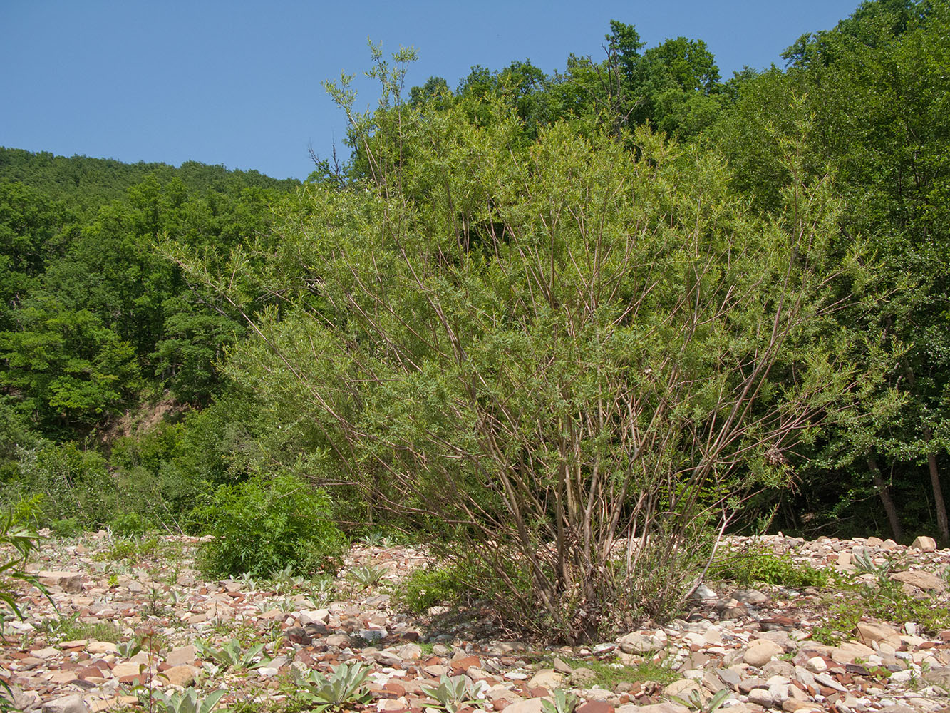 Image of Salix elbrusensis specimen.