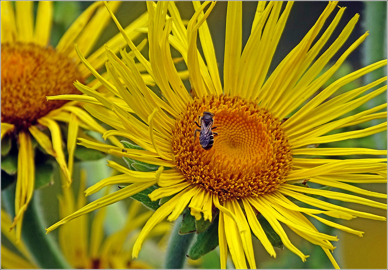 Изображение особи Inula helenium.