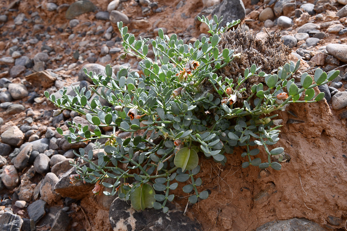 Изображение особи Zygophyllum pinnatum.