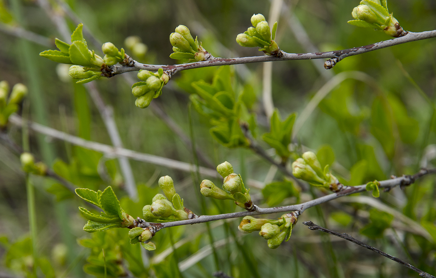 Изображение особи Cerasus fruticosa.