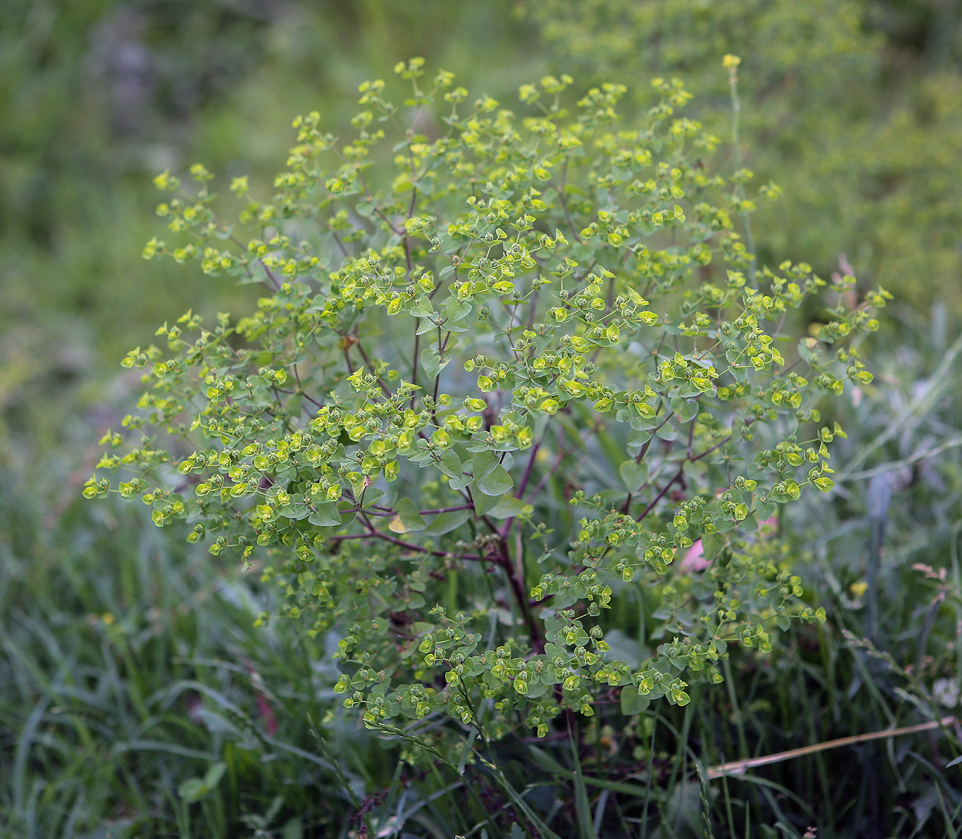 Image of Euphorbia platyphyllos specimen.