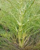 Trinia multicaulis. Нижняя часть цветущего растения с пестичными цветками. Ульяновская обл., Мелекесский р-н, окр пос. Вишенка, Медвежий овраг, ковыльно-разнотравная степь на склоне. 06.06.2024.