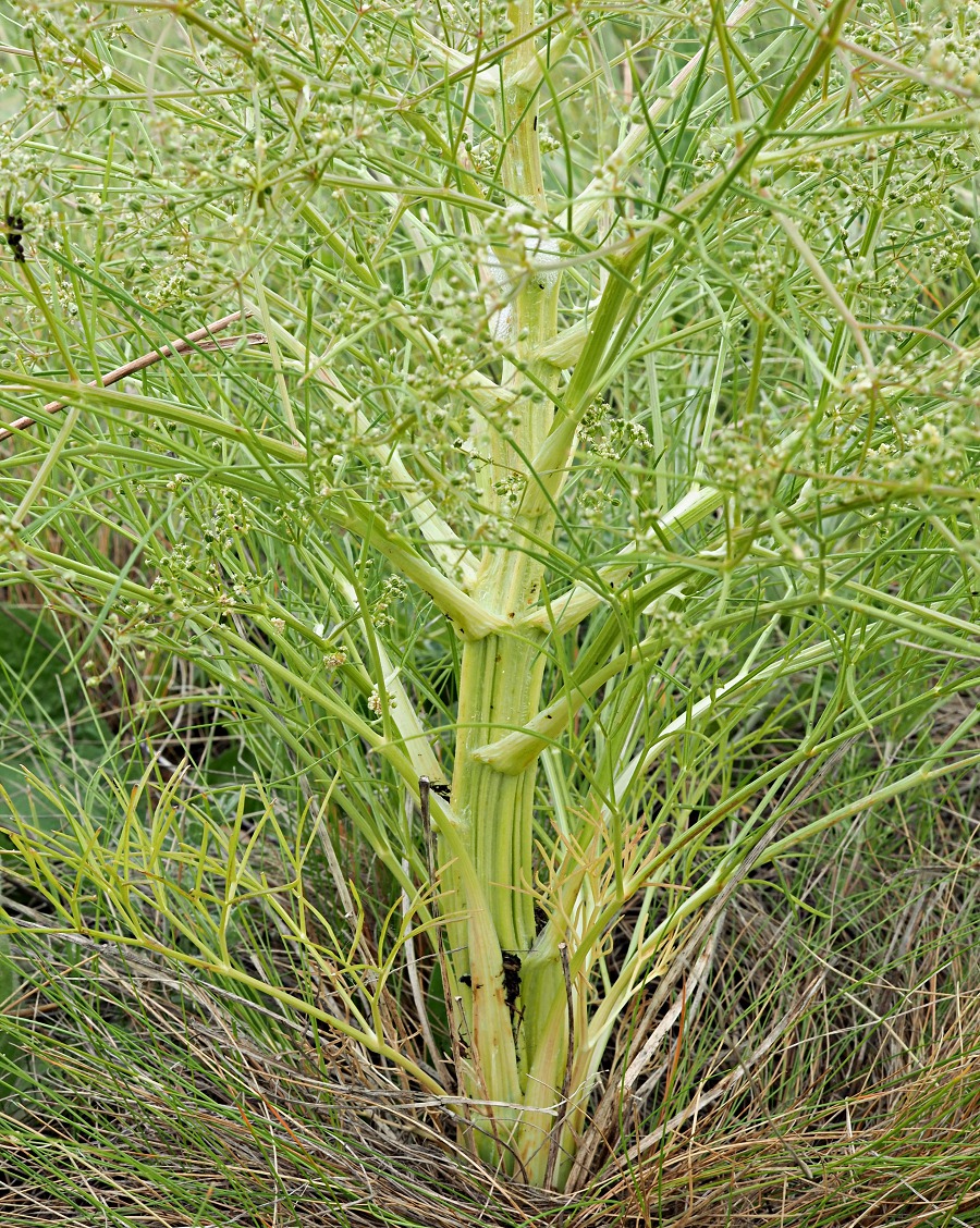 Изображение особи Trinia multicaulis.