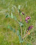 Image of taxon representative. Author is Денис Карацуба