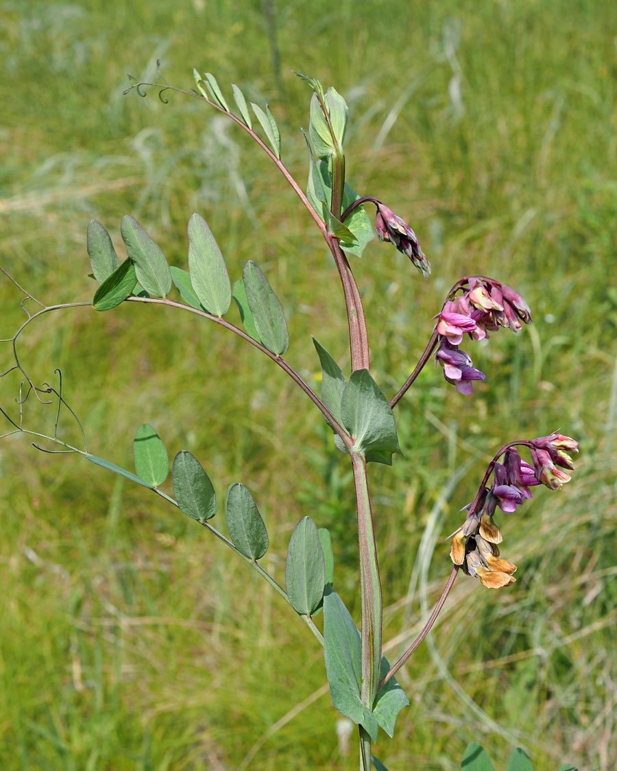 Image of Lathyrus pisiformis specimen.