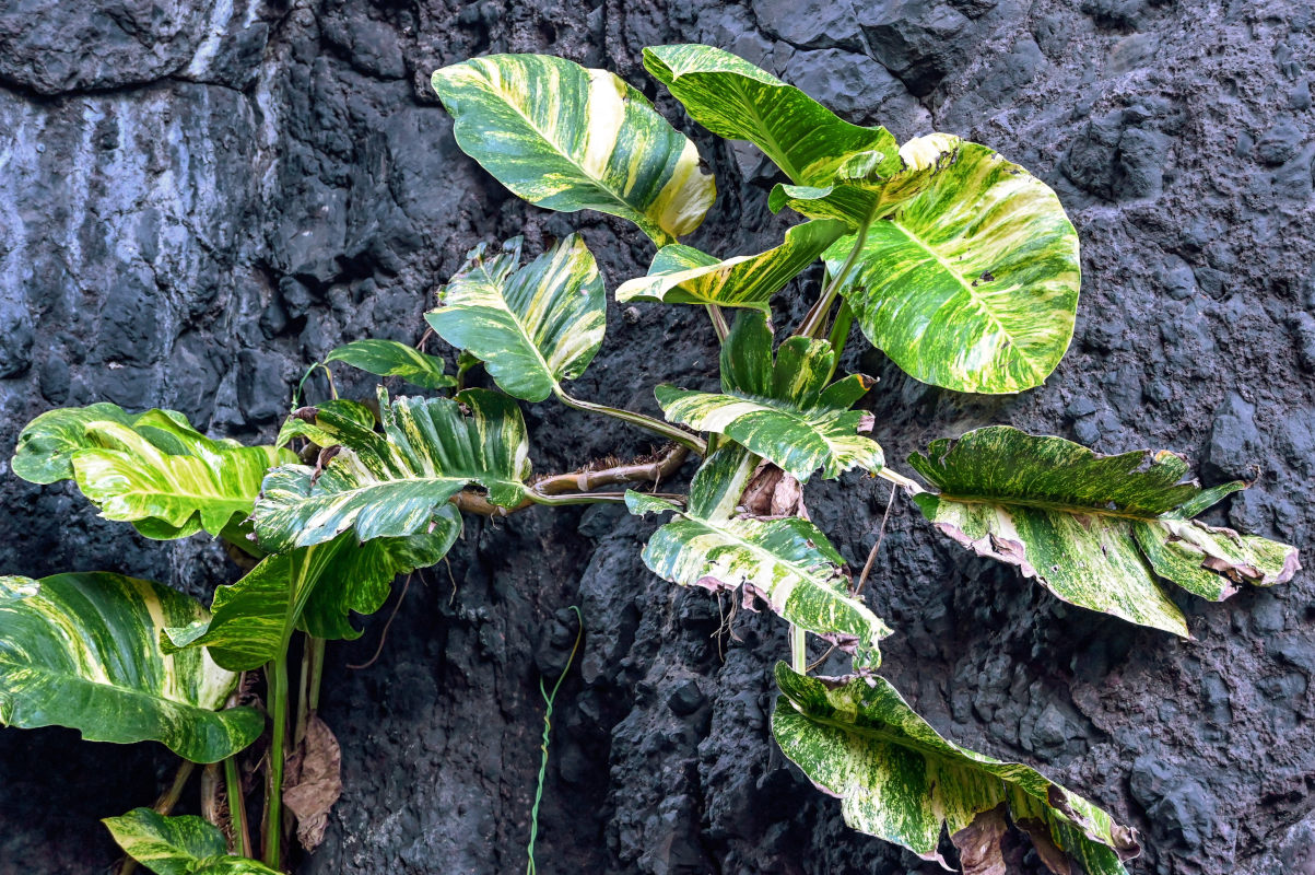 Image of Epipremnum aureum specimen.