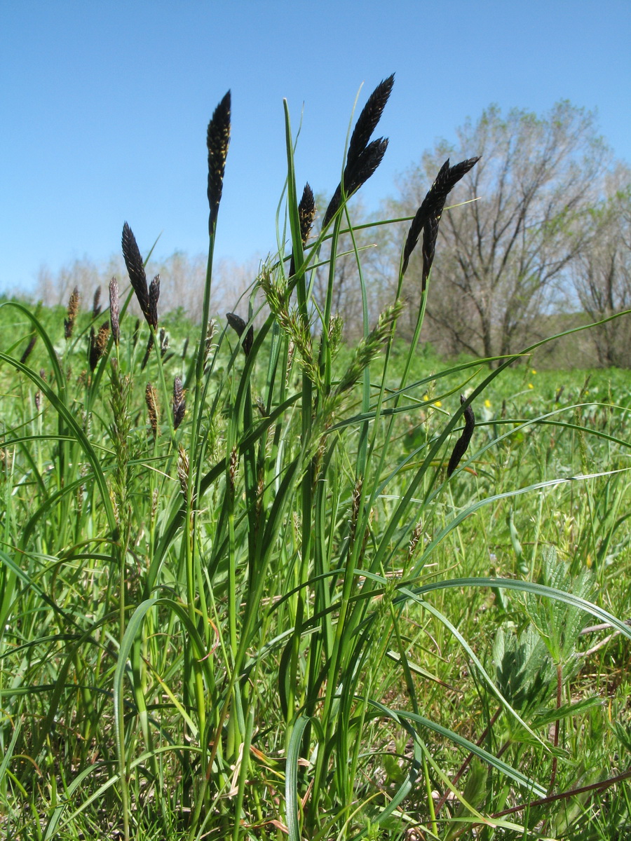 Image of Carex melanostachya specimen.