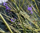 Lavandula angustifolia. Соцветия. Турция, г. Стамбул, парк развлечений \"Виалэнд\". 08.10.2025.