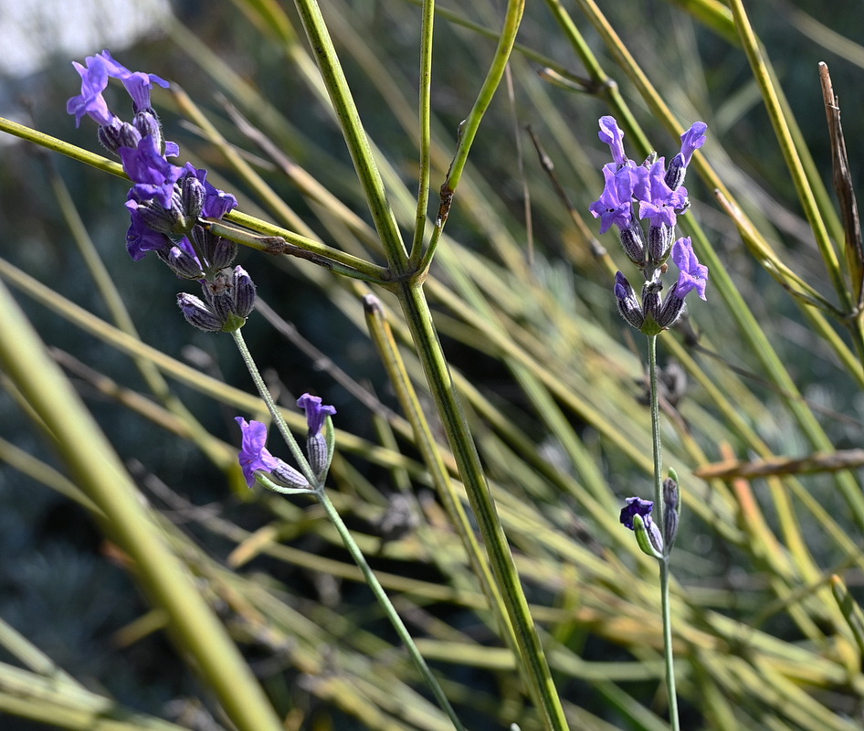 Изображение особи Lavandula angustifolia.