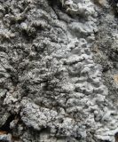 Anaptychia mereschkowskii. Краевая и центральная части таллома с пикнидиями и соралиями. Казахстан. Туркестанская обл., Толебийский р-н, Зап. Тянь-Шань, Сайрам-Угамский нац. парк; выс. ок. 1700 м н.у.м., дол. р. Кыржалсай, правый борт, склон выше поймы, сухая плоскость скального выступа известняков. 08.04.2026.