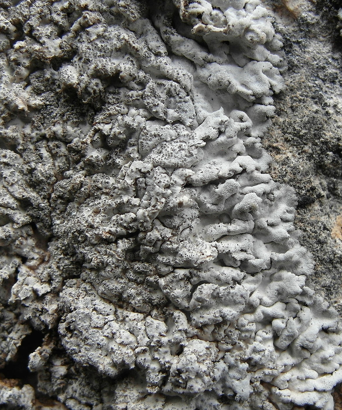 Изображение особи Anaptychia mereschkowskii.