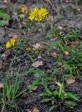 Hieracium umbellatum. Цветущее растение. Тульская обл., Заокский р-н, окр. дер. Дворяниново, опушка смешанного леса. 07.09.2025.