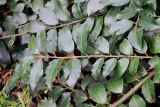 Ilex colchica. Ветвь с заложившимися генеративными почками. Москва, филиал Ботсада МГУ \"Аптекарский огород\", теневой сад, в культуре. 30.04.2026.
