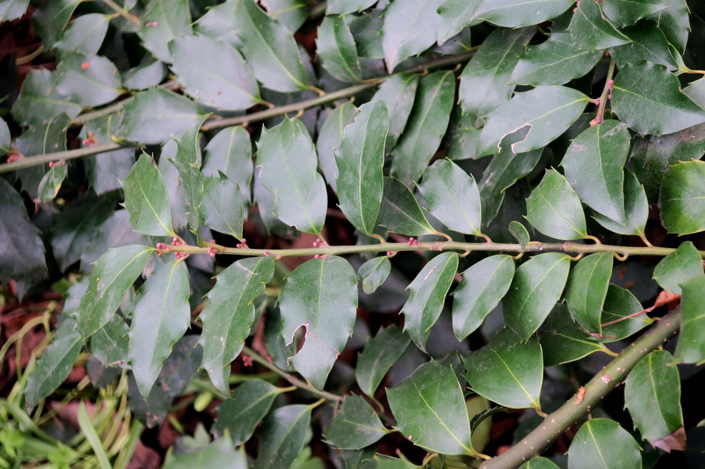 Изображение особи Ilex colchica.