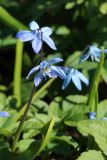 Scilla siberica. Соцветие. Ленинградская обл., Ломоносовский р-н, дер. Дубки, дачный участок. 02.05.2026.