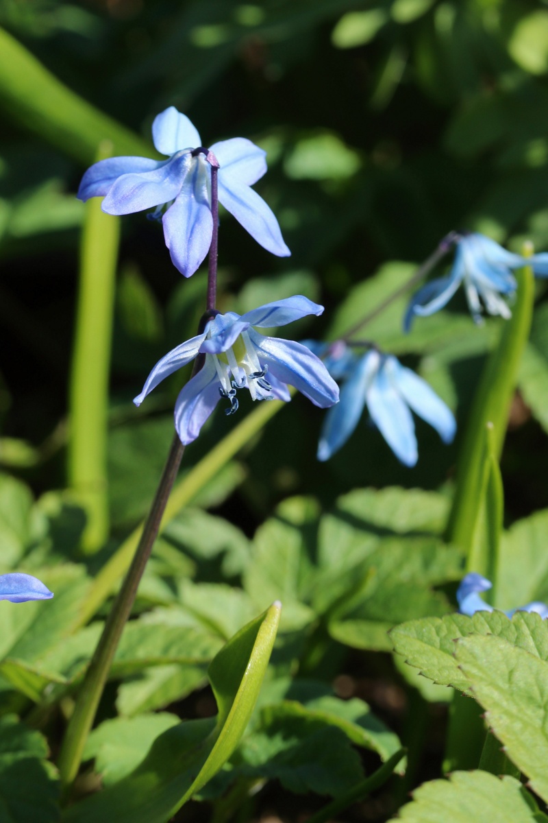 Изображение особи Scilla siberica.