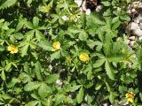 Potentilla reptans. Заросль цветущих растений. Краснодарский край, г. Адлер, ул. Просвещения, клумба. 03.07.2024.