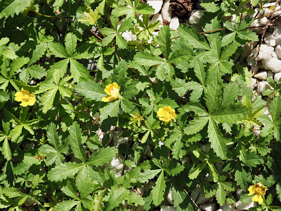 Изображение особи Potentilla reptans.